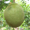 Mít nghệ chín cây tự nhiên